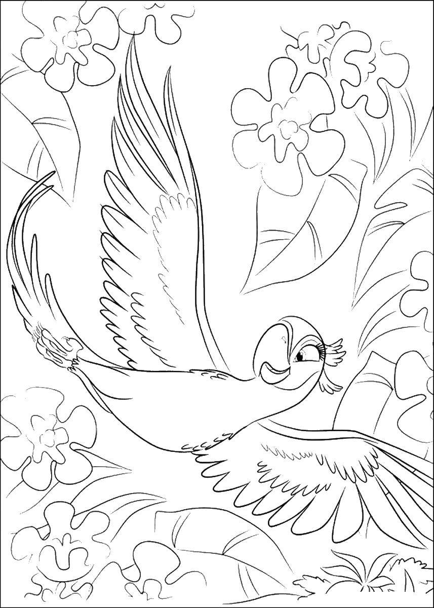 Раскраски по Рио мультфильм про попугаев  Жемчужинка попугай возлюбленная голубчика