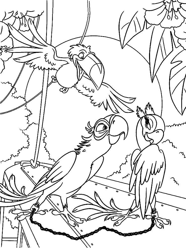 Раскраски по Рио мультфильм про попугаев  Голубчик и жемчужинка на закате