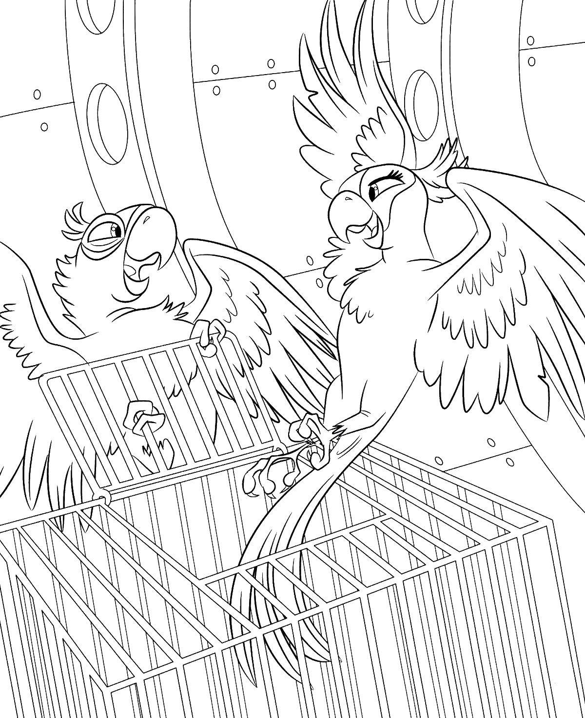 Раскраски по Рио мультфильм про попугаев  Голубчик и жемчужинка выбрались из клетки