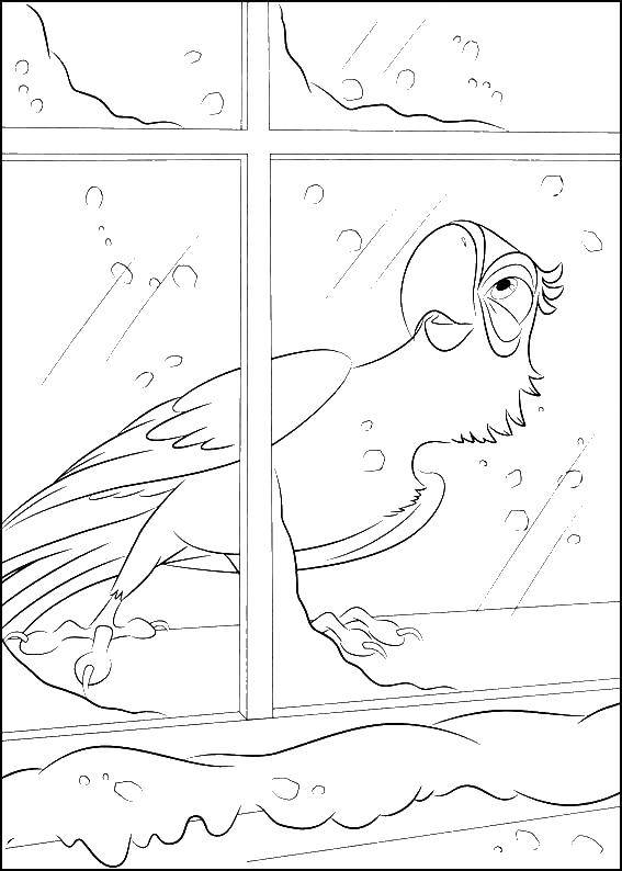 Раскраски по Рио мультфильм про попугаев  Голубчик смотрит в окно