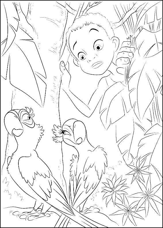 Раскраски по Рио мультфильм про попугаев  Мальчик нашел попугаев