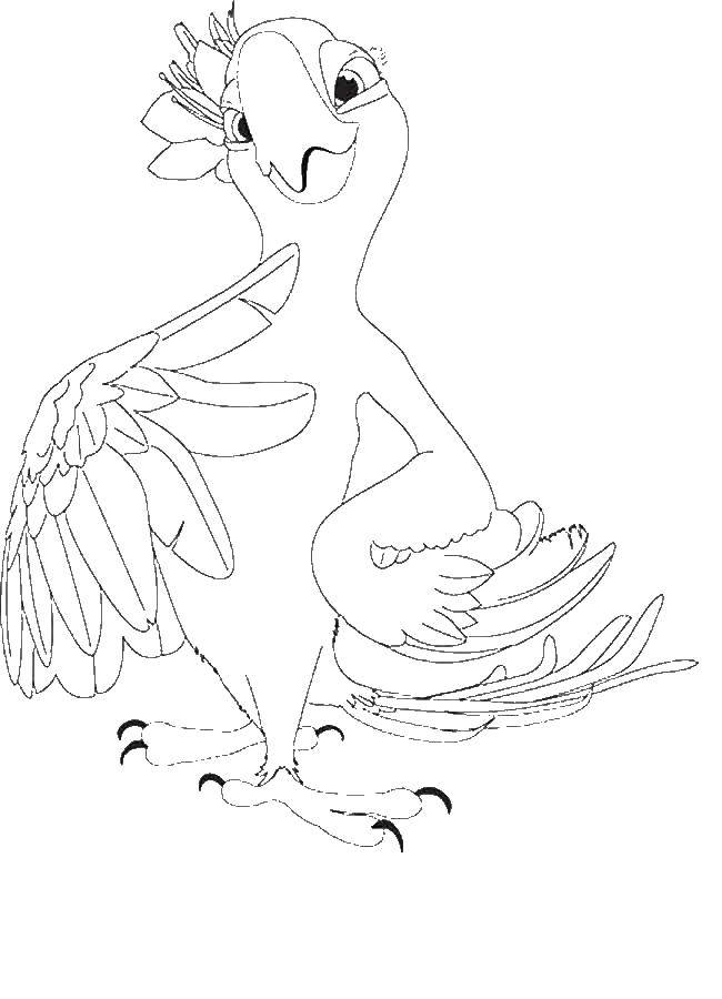 Раскраски по Рио мультфильм про попугаев  Жемчужинка попугай возлюбленная голубчика
