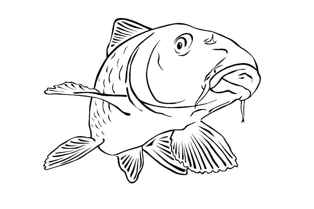 Раскраски рыба рыбы  Рыба сом