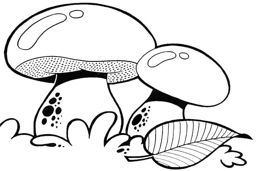 Раскраски грибы грибочки  Съедобные грибы