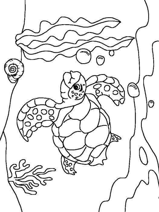 Раскраски Черепаха черепашка  Морская черепаха