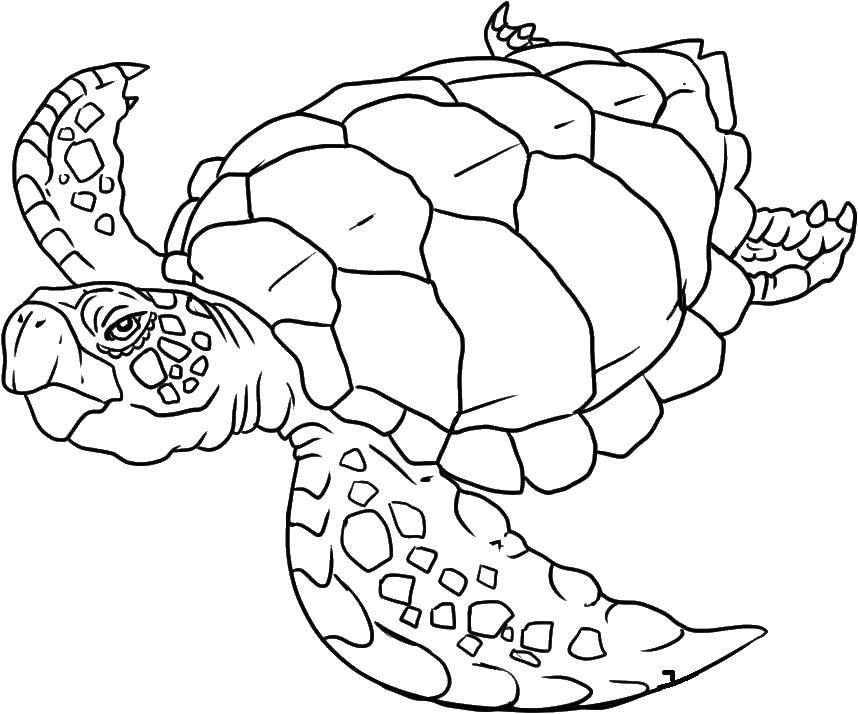 Раскраски Черепаха черепашка  Старая черепаха.
