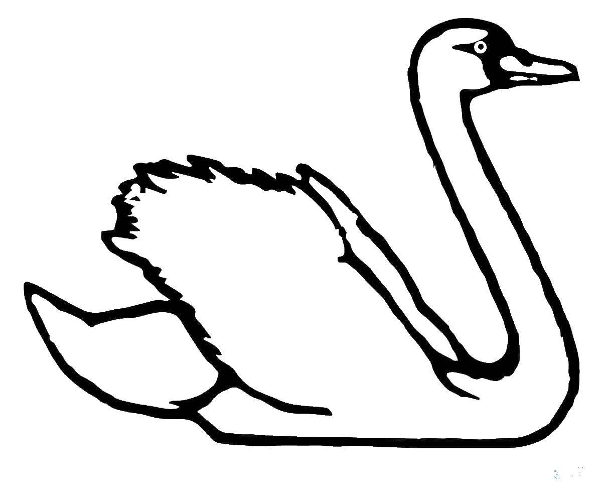 Раскраски лебедь лебеди   Белый лебедь