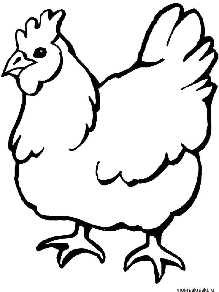 Раскраски птиц курица  петух яйцо цыпленок  Курица несушка