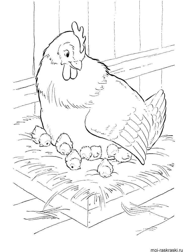 Раскраски птиц курица  петух яйцо цыпленок  Курица с цыплятами