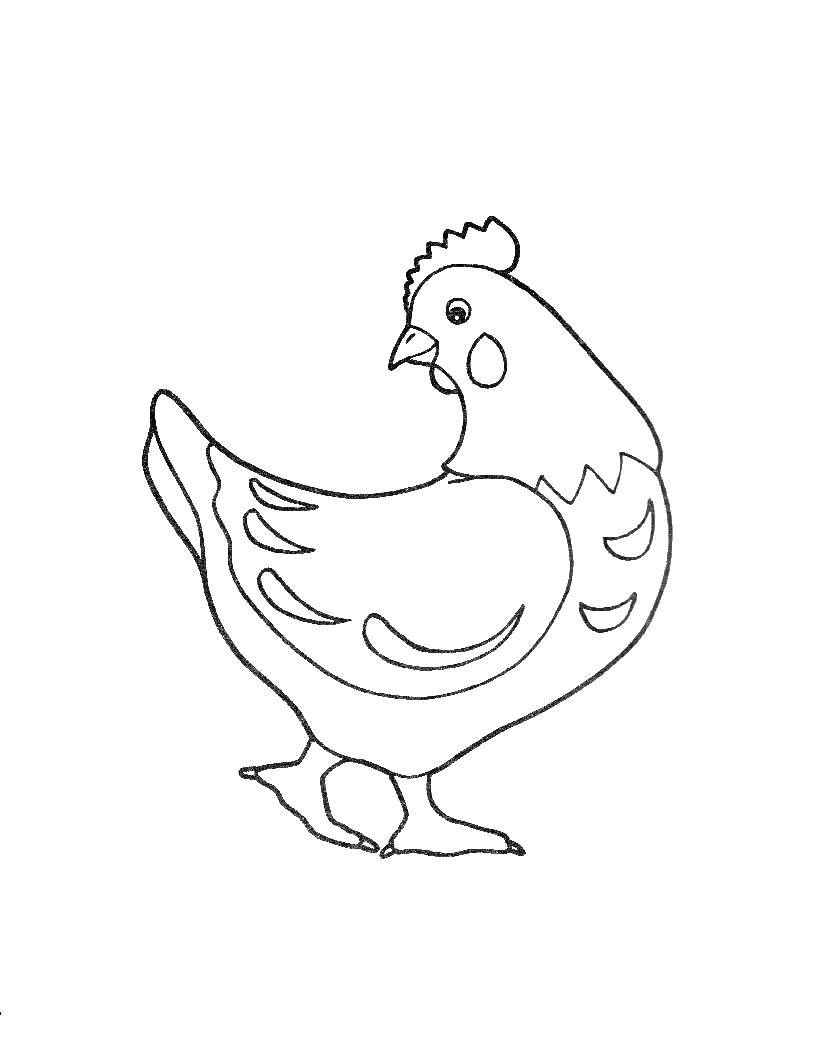 Раскраски птиц курица  петух яйцо цыпленок  Курица смотрит назад