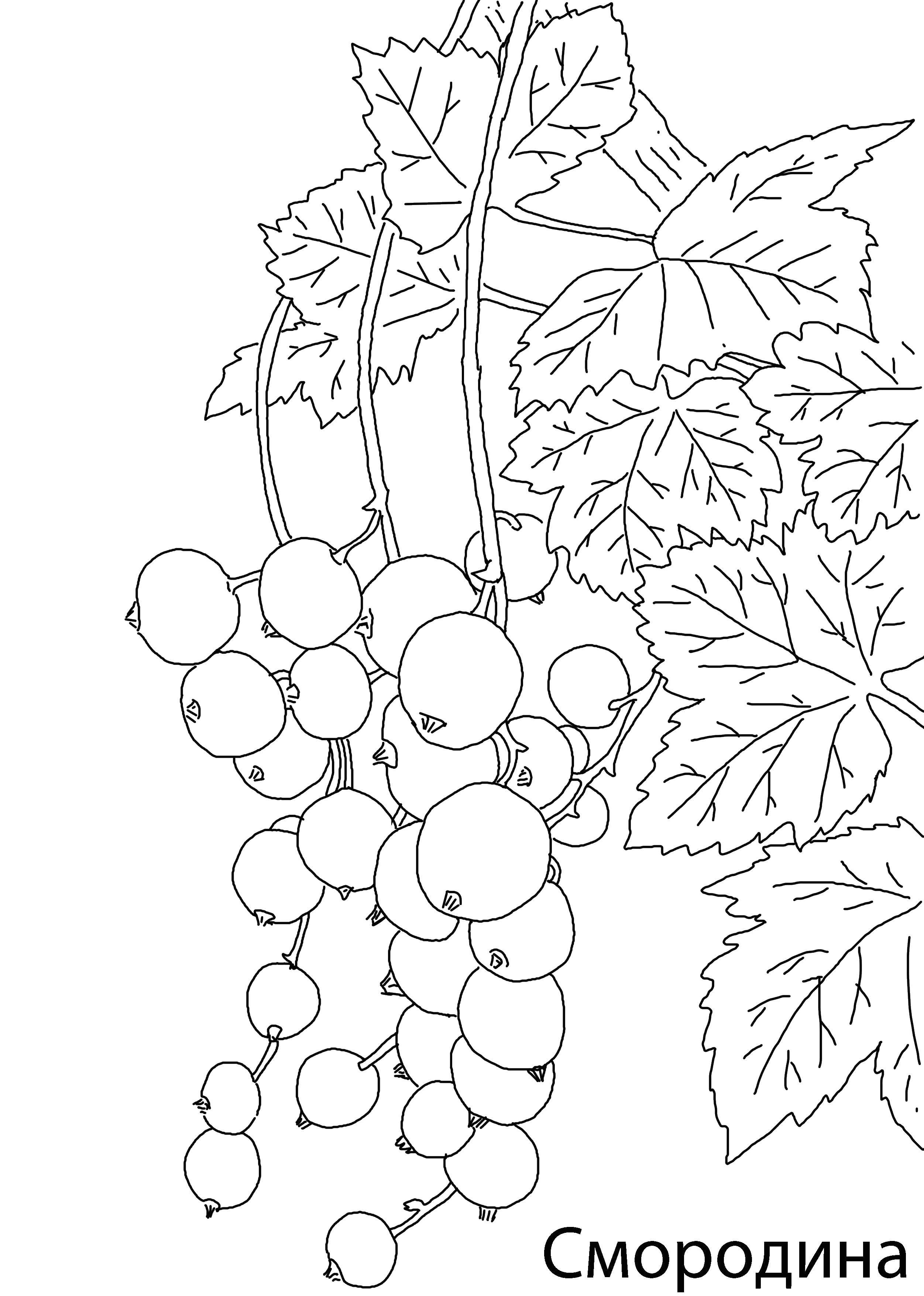 Раскраски ягоды малина вишня арбуз вишня крыжовник  Смородинка
