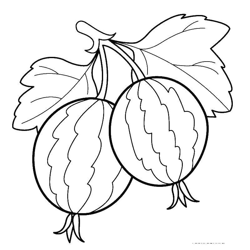 Раскраски ягоды малина вишня арбуз вишня крыжовник  Ягодки крыжовника