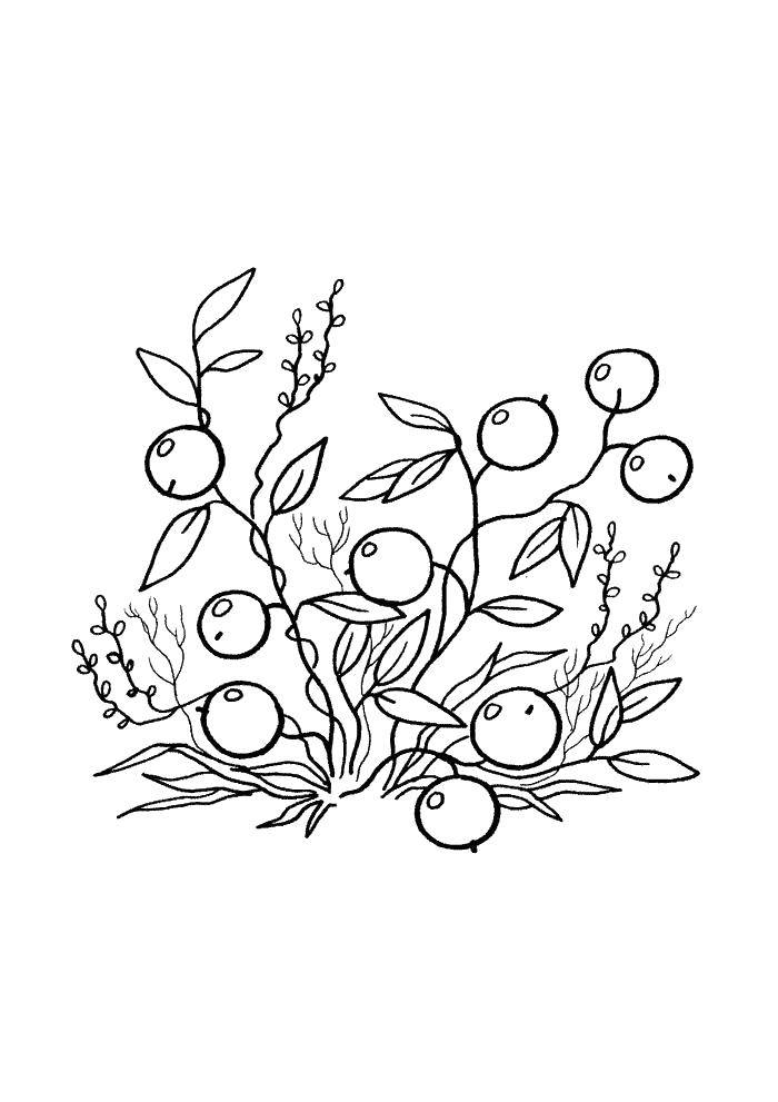 Раскраски ягоды малина вишня арбуз вишня крыжовник  Ягоды смородинки