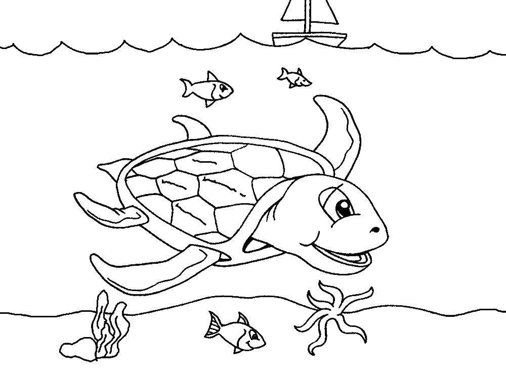 Раскраски Черепаха черепашка  Морская черепаха