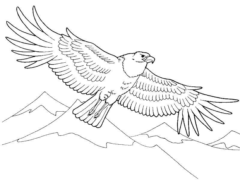 раскраски орел орлы  Орёл парит над горами