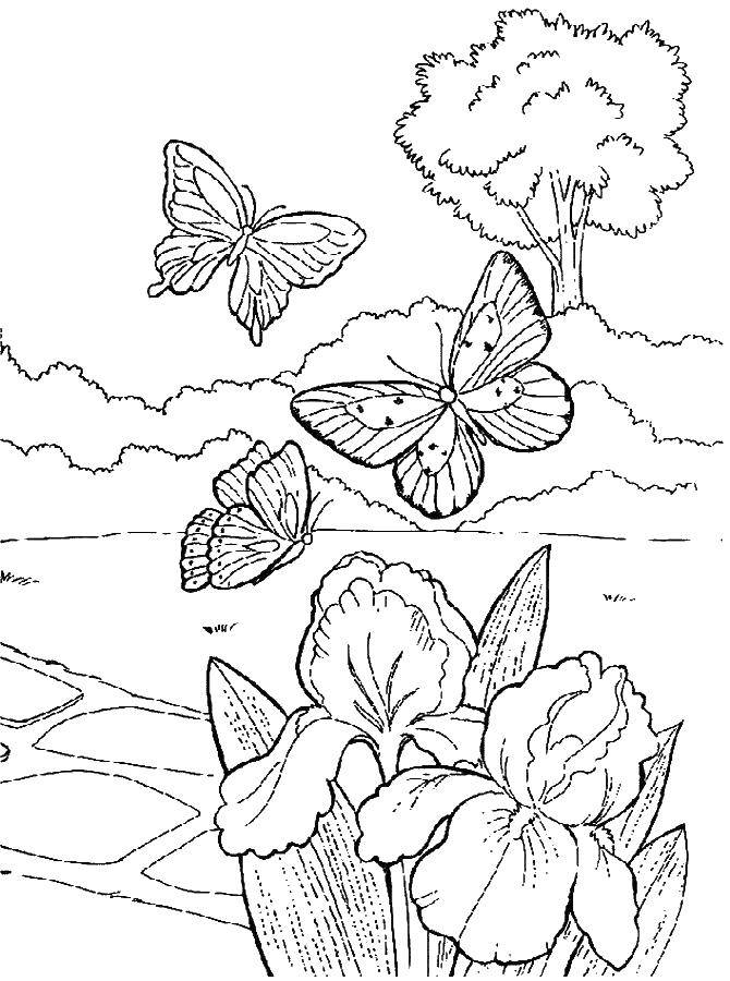 Раскраски весна для детей  Бабочки и нарциссы