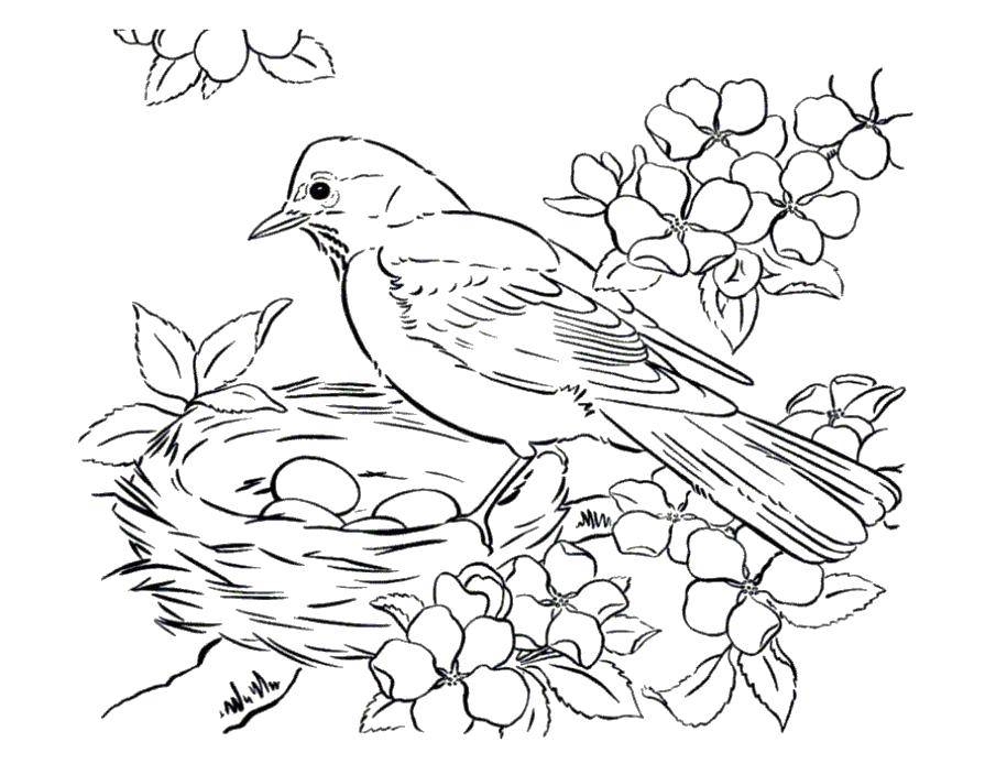 Раскраски весна для детей  Птица у своего гнезда