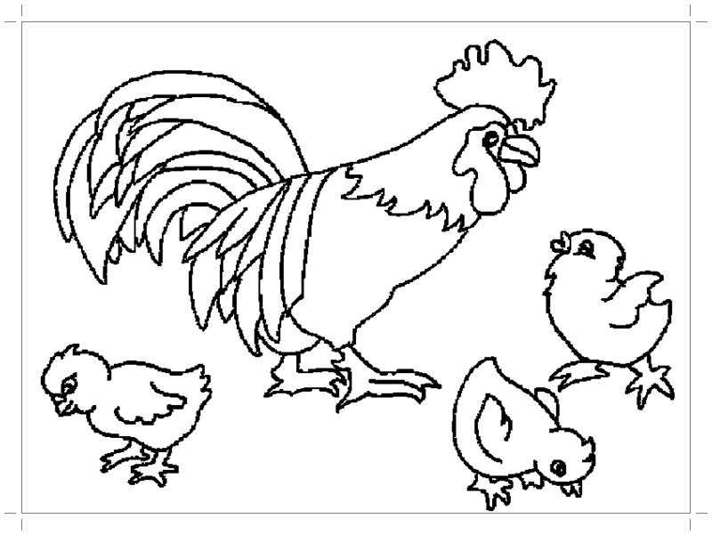 Раскраски птиц курица  петух яйцо цыпленок  Рисунок петуха с цыплятами