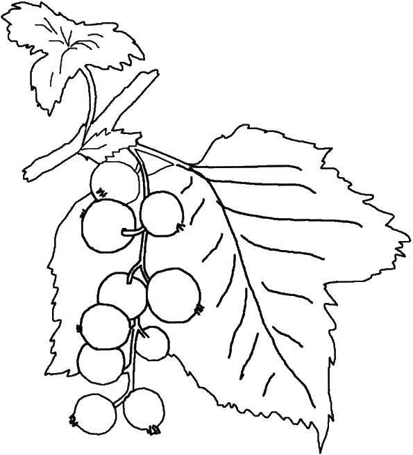 Раскраски ягоды малина вишня арбуз вишня крыжовник  Ягоды на ветке