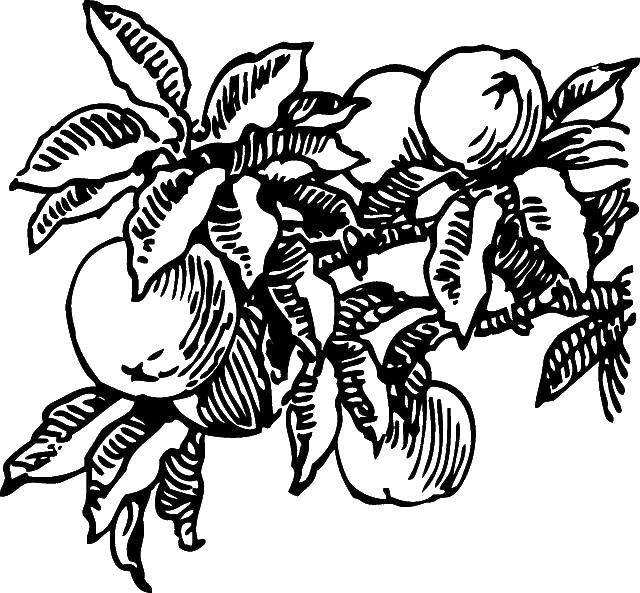 раскраски фрукты яблоки бананы груши персики виноград  Персики