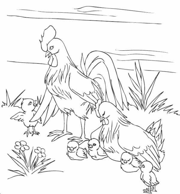 Раскраски птиц курица  петух яйцо цыпленок  Рисунок петух и семья