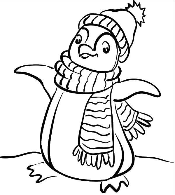 Раскраски для детей Зима, зимушка раскраски для школьников  Пингвин в шапке