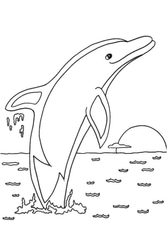 Раскраски дельфины дельфин   Дельфин в воде
