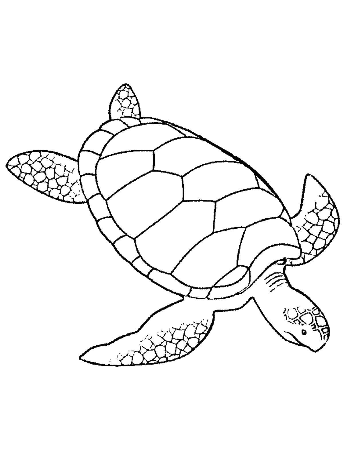Раскраски Черепаха черепашка  Подводная черепаха