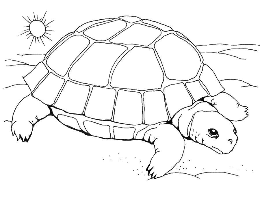 Раскраски Черепаха черепашка  Черепаха и солнце