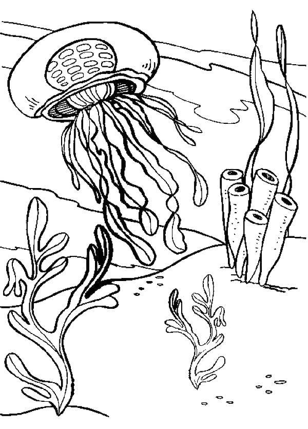 Раскраски медуза медузы  Медуза в воде