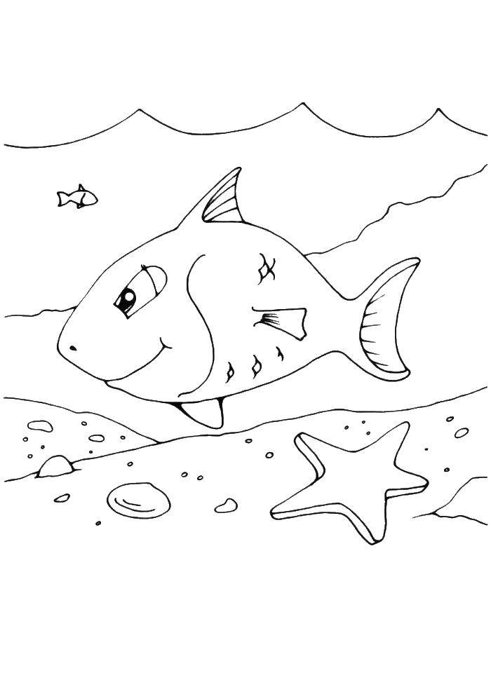 раскраска морская звездазвезды  Рыба и морская звезда