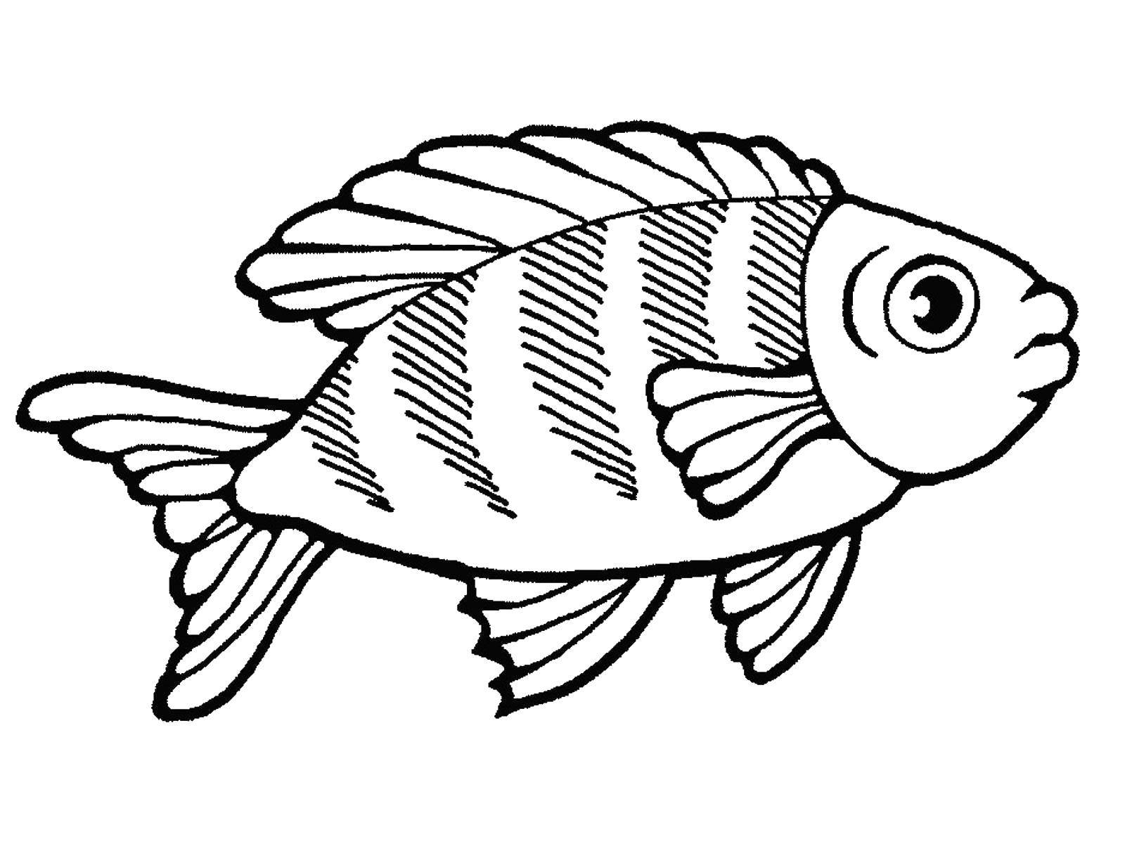 Раскраски рыба рыбы  Ихтиология — наука о рыбах