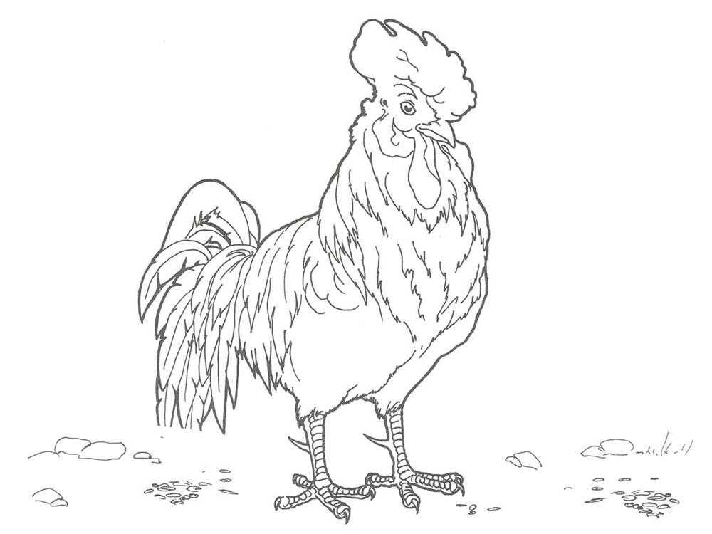 Раскраски птиц курица  петух яйцо цыпленок  Рисунок петуха