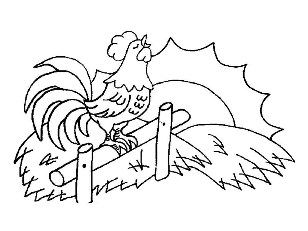 Раскраски птиц курица  петух яйцо цыпленок  Рисунок петуха на заре