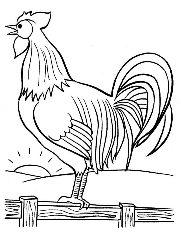 Раскраски птиц курица  петух яйцо цыпленок  Рисунок петуха на заборе