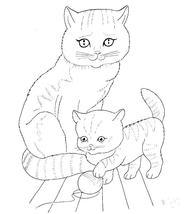 раскраски кошка