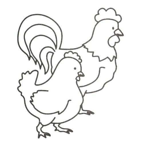 Раскраски птиц курица  петух яйцо цыпленок  Рисунок петуха и курицы