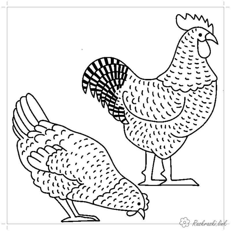 Раскраски птиц курица  петух яйцо цыпленок  Рисунок петуха с курицой