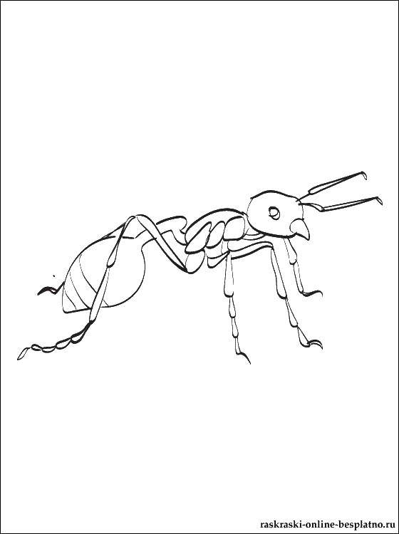 Раскраски муравей муравьи   Муравей