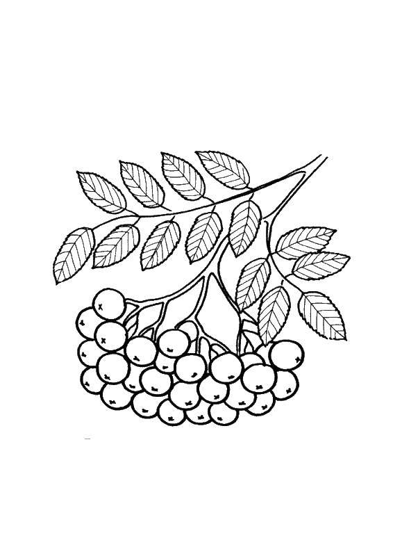 Раскраски ягоды малина вишня арбуз вишня крыжовник  Ягоды рябины