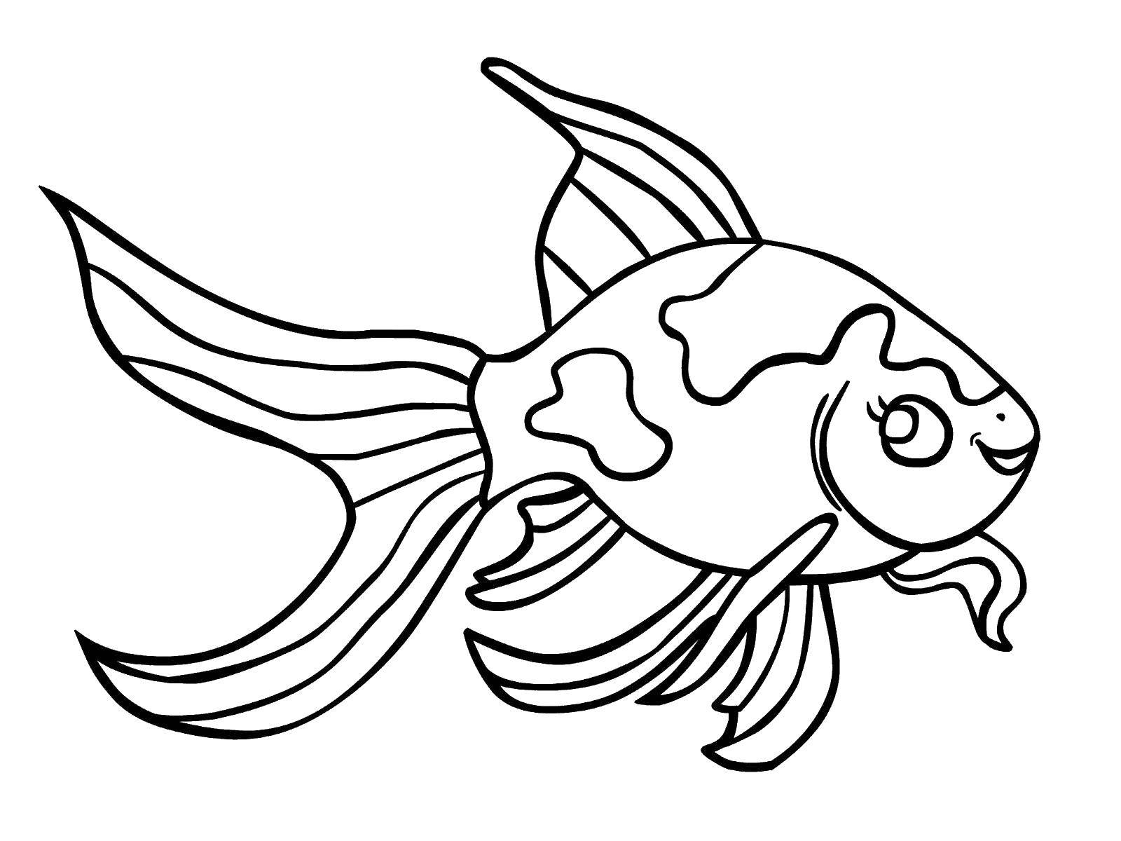 Раскраски рыба рыбы  Пятнистая рыба