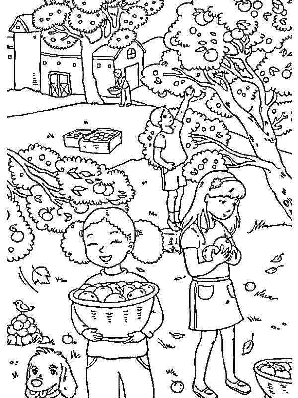  Дети собирают фрукты