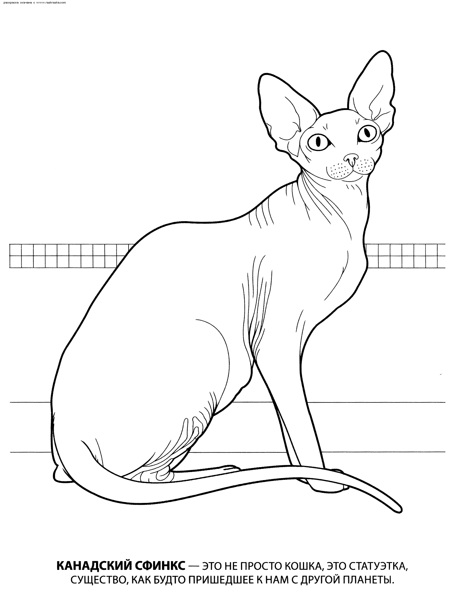 раскраски кошка