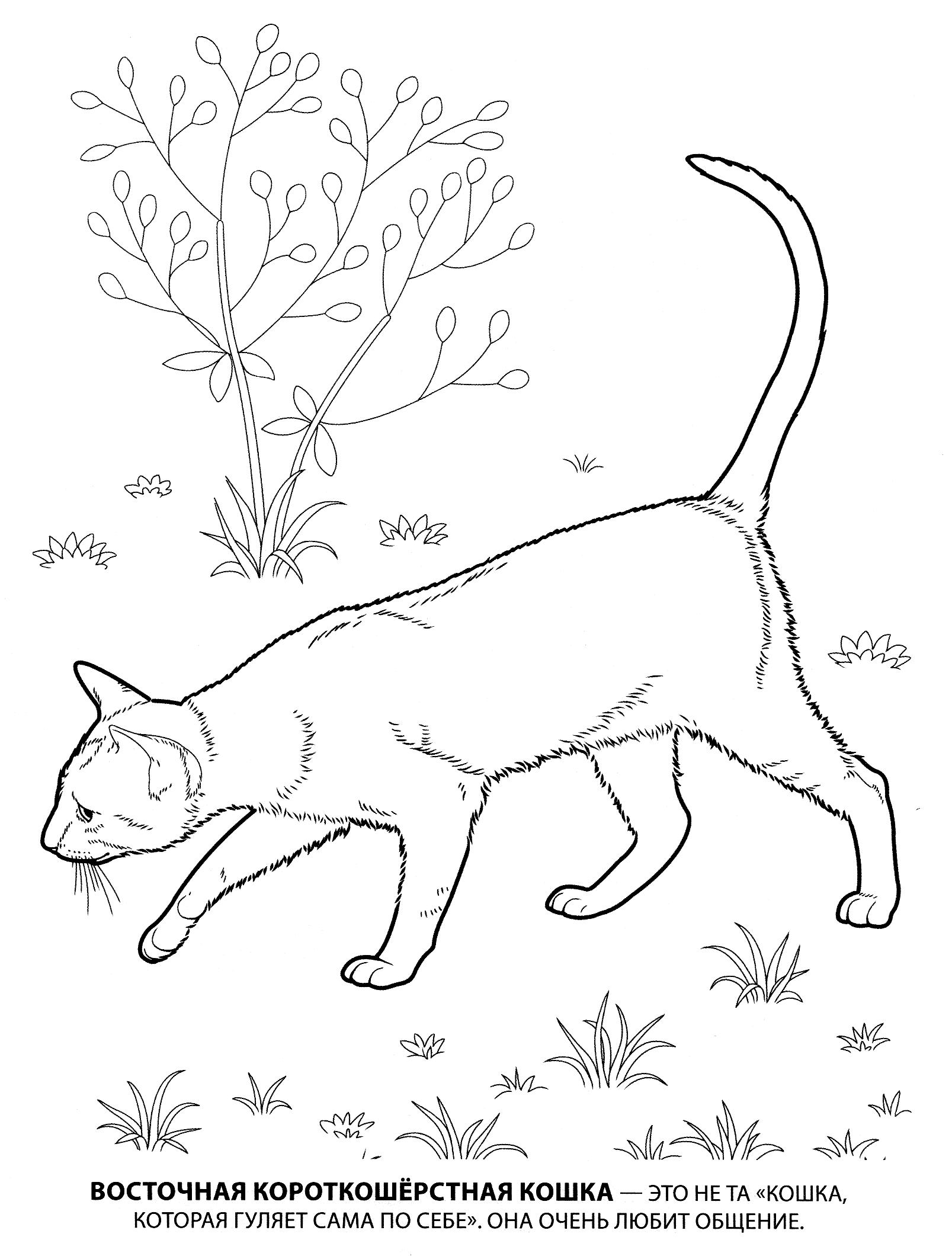 Раскраски кошка кот котята   Раскраска восточная короткошерстная. раскраска короткошерстная кошка, домашняя кошка, рисунки кошек, раскраски для детей