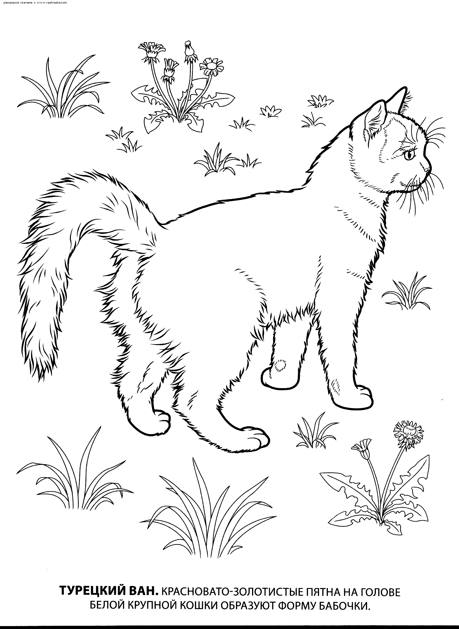 Раскраски кошка кот котята   Раскраска турецкий ван. раскраска кошки турецкий ван, картинка для детей, детская раскрашка, рисунок кошки