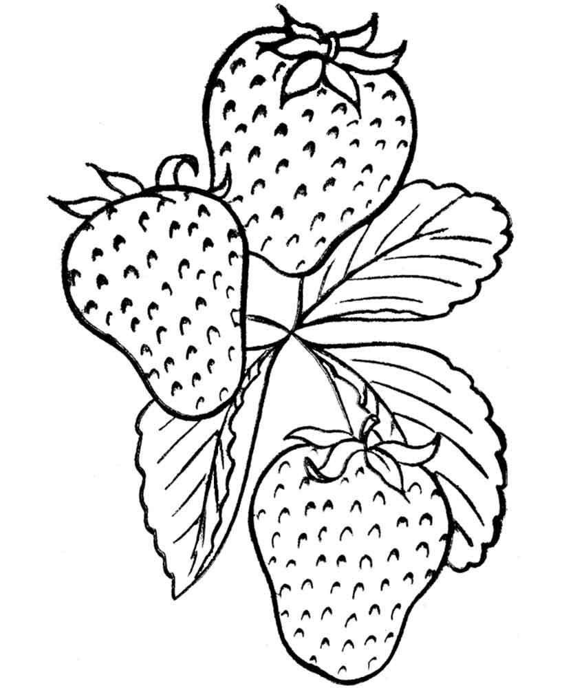 Раскраски ягоды малина вишня арбуз вишня крыжовник  Скачать или распечатать раскраску распечатать скачать, клубника