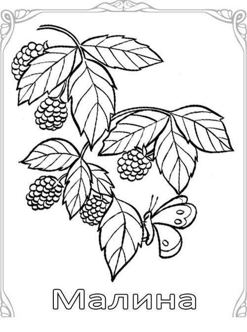 Раскраски ягоды малина вишня арбуз вишня крыжовник  Карточки-раскраски для детей -ягоды, малина