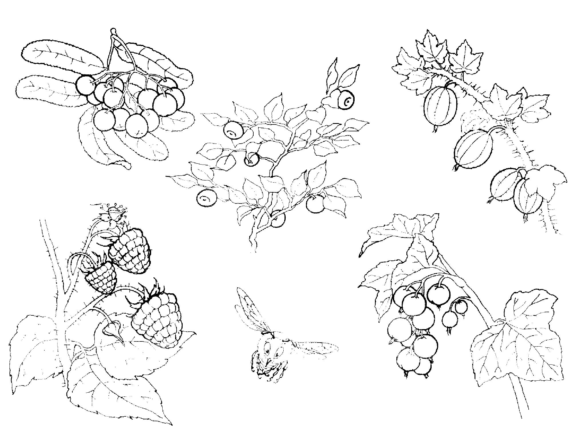 Раскраски ягоды малина вишня арбуз вишня крыжовник  Распечатать бесплатные раскраски для детей: для самых маленьких: овощи, фрукты