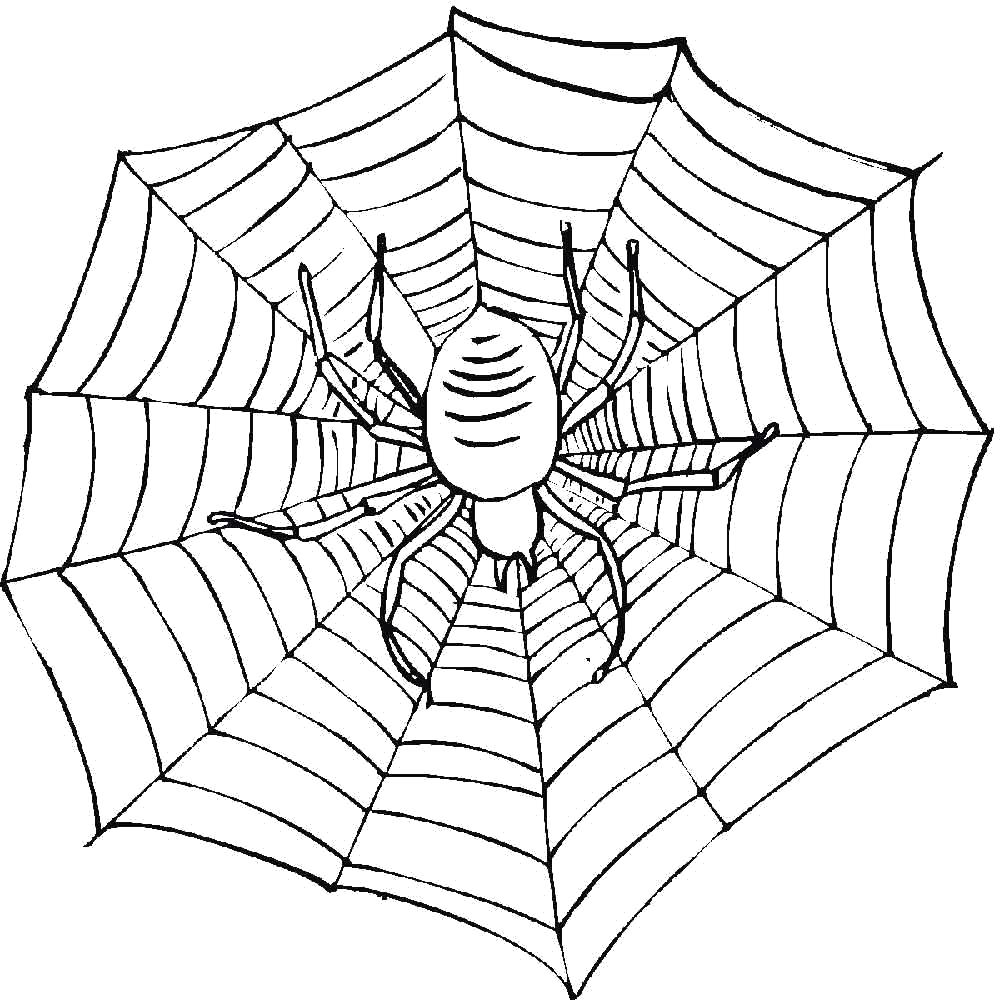 Раскраски пауки паук паучки  паук в паутине