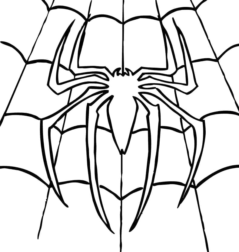 Раскраски пауки паук паучки  паук в паутине